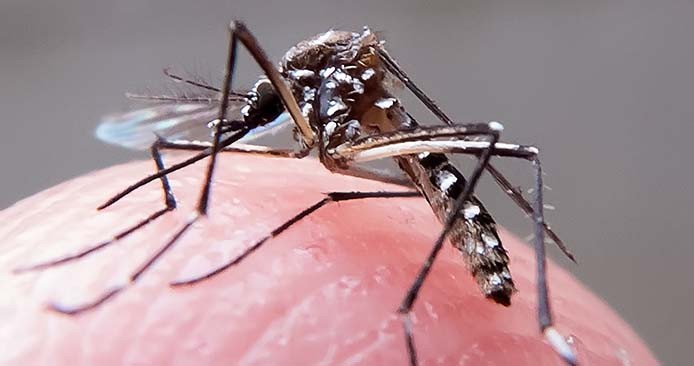 Brasilianische Epidemiologen warnen: Aedes aegypti hat sich dem urbanen